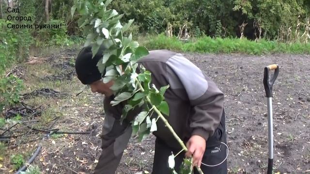 Правильная посадка малины осенью. Сорт Таруса. смотреть онлайн
