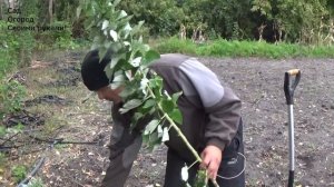 Правильная посадка малины осенью. Сорт Таруса.