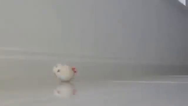 Британская кошка: характер, породы смотреть онлайн