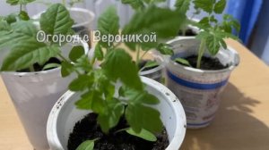 Рассаду не узнать, жирнеет на глазах, не вытягивается, коренастая, крепкая и здоровая