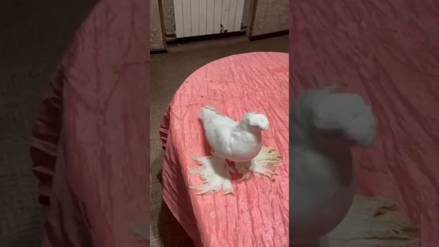 Невероятная коллекция голубей. Двухчубые голуби. Tauben. Pigeons. Palomas. Pombos. 비둘기. смотреть онлайн