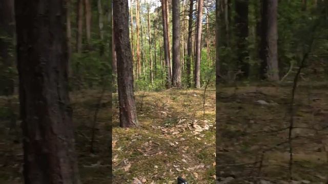 Обзорный тест на глубину обнаружения целей Nokta MAKRO LEGEND