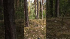 Обзорный тест на глубину обнаружения целей Nokta MAKRO LEGEND