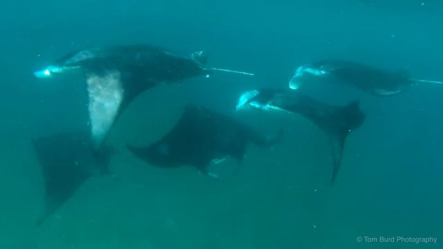 Manta Courtsip смотреть онлайн