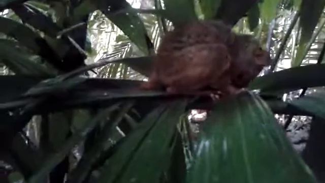 Tarsius. Долгопят Филиппинский.о. Бохол смотреть онлайн