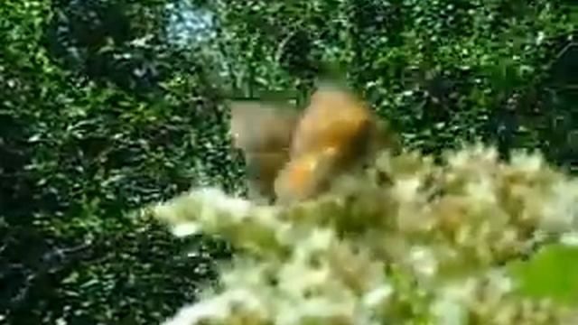 бабочка на рябине Шашечница авриния смотреть онлайн