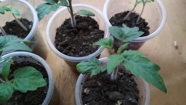 Томат кубышка часть 1 смотреть онлайн