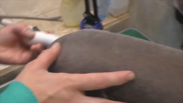Стрижем корпус китайской хохлатой собаке. смотреть онлайн