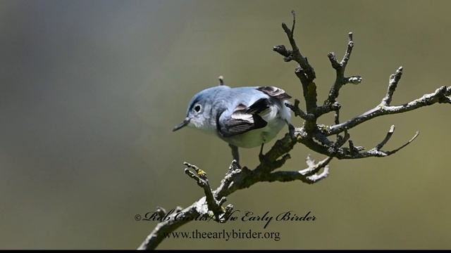 Polioptila caerulea BLUE GRAY GNATCATCHER take-offs. 3019217 смотреть онлайн