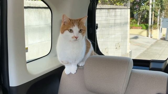 NBOXはもふもふのおもちゃBOX【短足マンチカン】