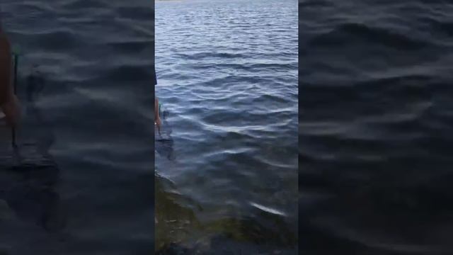 Рыбалка удалась, два больших леща на червя смотреть онлайн