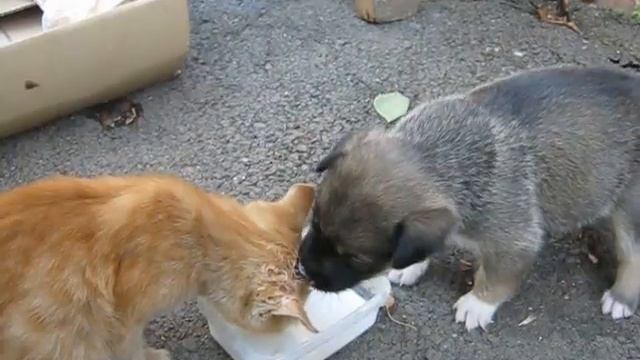 Котёнок и щенок едят из одной миски смотреть онлайн