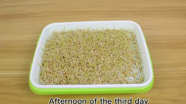 Проращиватель для семян и микрозелени. СВЕЖАЯ ЗЕЛЕНЬ КРУГЛЫЙ ГОД! смотреть онлайн