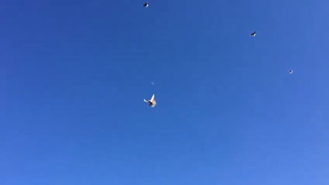 Красные Николаевские голуби Енакиево смотреть онлайн