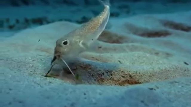 Чудо в тихом океане смотреть онлайн