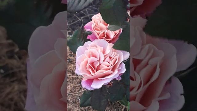 роза Дистант Дрим смотреть онлайн