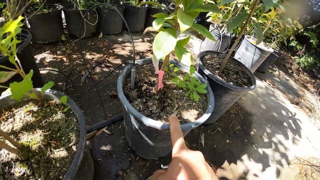 EASIEST Tropical Tree To Grow: JAMUN - JAVA PLUM Growing TIPS смотреть онлайн