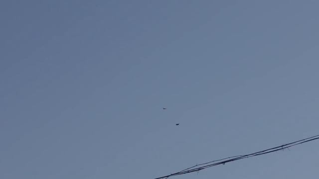 20.03.20.Голуби Азиаты,Ленинаканцы и Такла. Pigeons Asians, Leninakans and Takla. смотреть онлайн