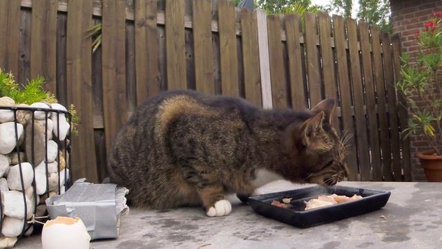 НЕ ФАРШ, КОНЕЧНО! НО, БЛИН, КАК ВКУСНО!!!? #животные #кот #кормушка #наблюдение смотреть онлайн