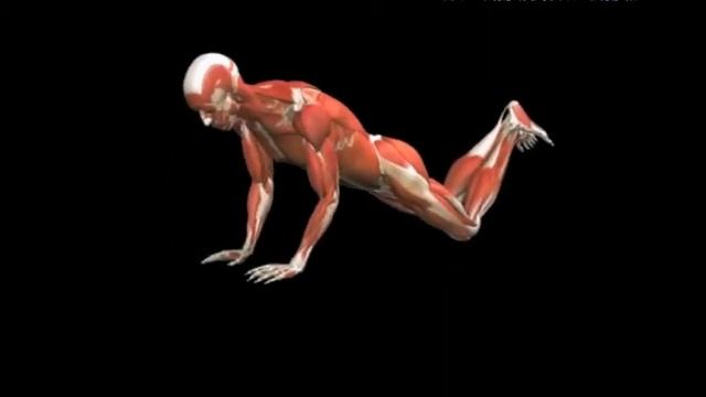 Отжимание от пола с колен узким хватом Push Up Close Grip Level 2 смотреть онлайн