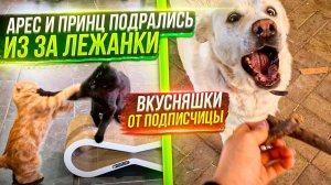 Выгуливаем всех собак в лесу. Драка в котизале. Пришли наполнители и вкусняшки от подписчицы.