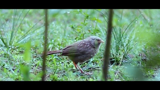 CANON M50 MARK 2 4K VIDEO TEST WITH 50MM 1.8 [[ Cinematic Video ]] смотреть онлайн