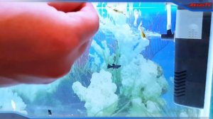 АКВАРИУМНЫЙ ВНУТРЕННИЙ ФИЛЬТР. КАК УМЕНЬШИТЬ ШУМ?