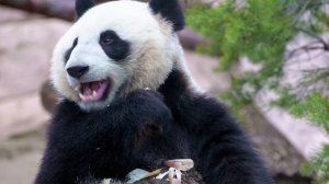 Китай. 30 Самых Интересных Фактов о Китае