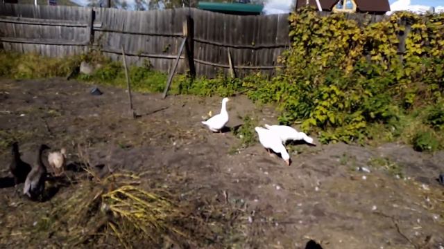 индоутки. первое яйцо смотреть онлайн