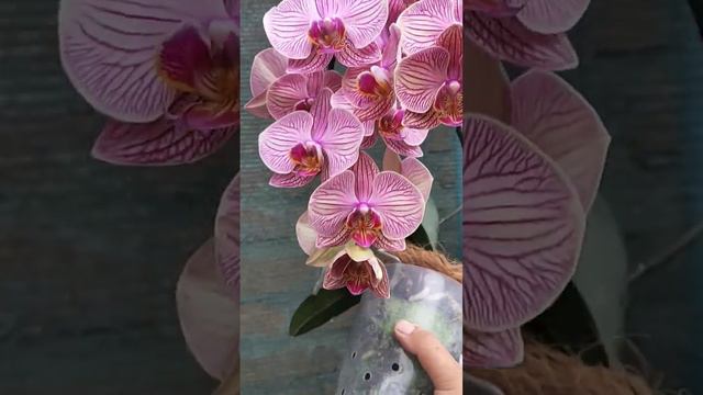 орхидея Юпитер смотреть онлайн