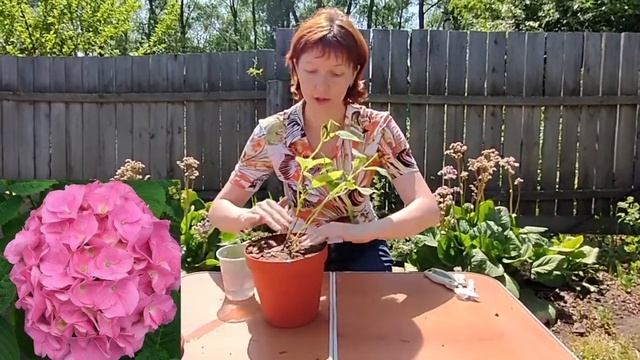 Выращиваю крупнолистную гортензию в горшке. смотреть онлайн