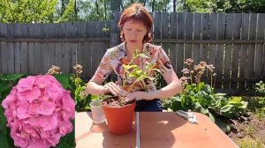 Выращиваю крупнолистную гортензию в горшке.