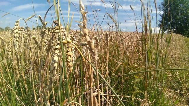 ПШЕНИЦА ПОЛЕЗНЫЕ СВОЙСТВА ПШЕНИЦЫ. ПОЛЬЗА ПШЕНИЦЫ И ВРЕД ПШЕНИЦЫ. РЕЦЕПТЫ ИЗ ПШЕНИЦЫ смотреть онлайн