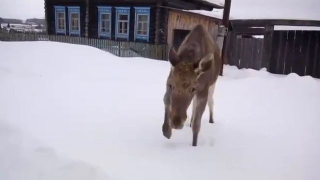 деревенский лось смотреть онлайн