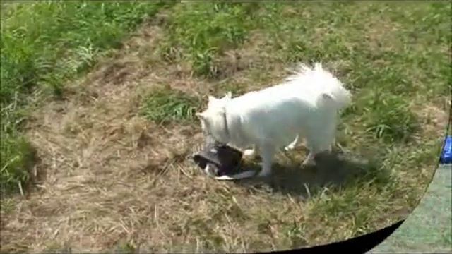Дейзи учится аджилити Japanese Spitz in Russia. Daisy learns Agility смотреть онлайн