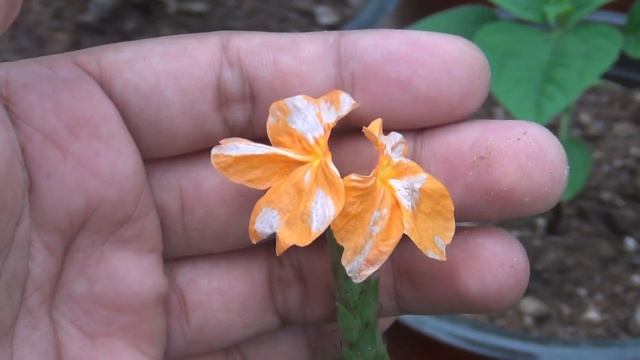 RIGHT Way To GROW & CARE For Crossandra/Firecracker Flower