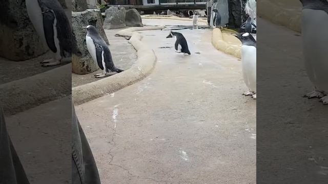 Веселый пингвин в зоопарке Эдинбурга смотреть онлайн