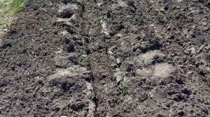 Защита картошки от мороза, три способа!