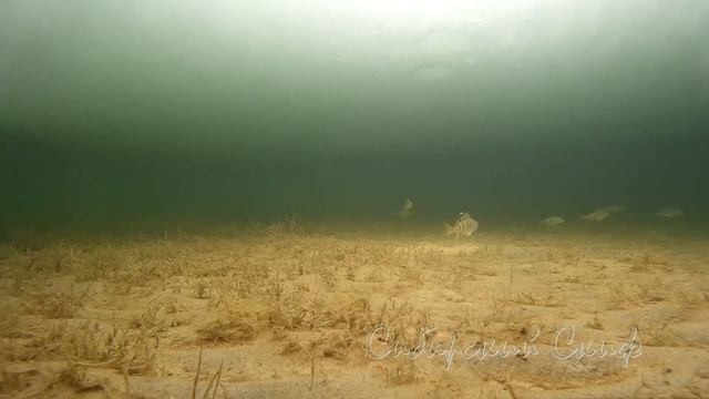 Рыбалка на Окуня и Ельца Окунь Карлик Травяник Подводная Съёмка смотреть онлайн