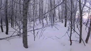 ставим капканы и петли на зайца и лису, часть 1.