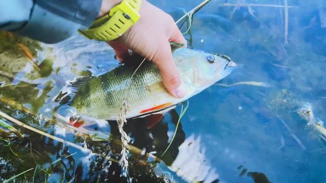 Рибалка На Лісовому ОЗЕРІ - Щука Та Окунь На Джиг смотреть онлайн