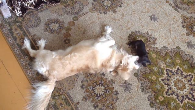 Собачие бои смотреть онлайн