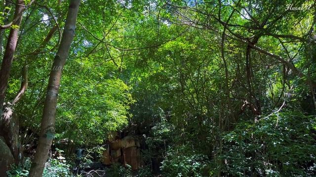 Soothing Music, Forest Stream Images And Best Nature Sounds For Relaxation