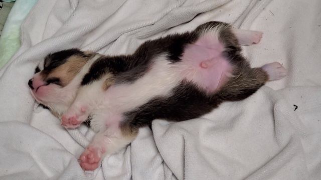 Tricolored male Pembroke Welsh Corgi dreaming. смотреть онлайн