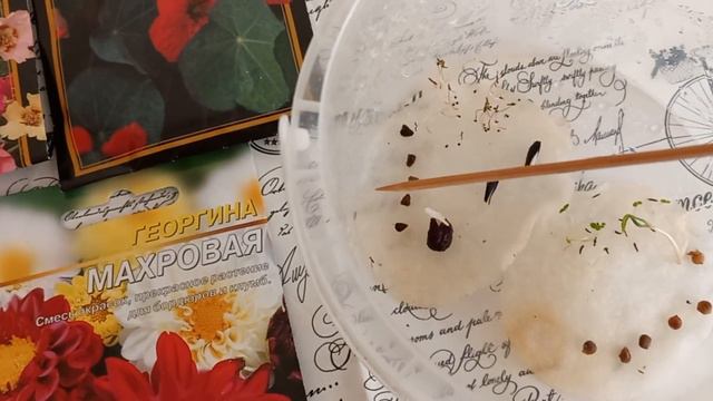 Проростити агератум, портулак, настурцію. Перевірка насіння на схожість. смотреть онлайн