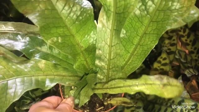 Редкие Цветы покупаем Вместе.Диффенбахия Рефлектор,Антуриум Фэнтэзи Лав. смотреть онлайн