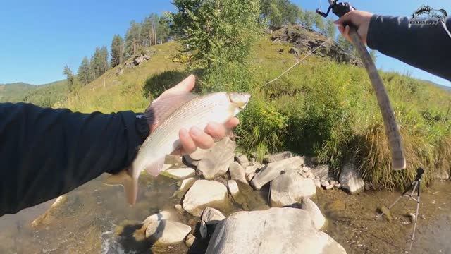 Рыбалка по хариусу на Алтае. Река Песчаная смотреть онлайн
