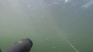 Тамань подводная охота в мутняке
