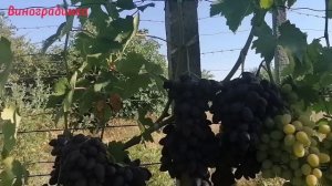 Виноград Каталония 2022г