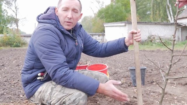 Посадка саженцев яблони, груши. Как правильно посадить саженцы плодовых деревьев.